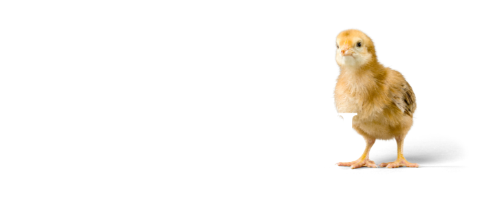 fermapui ovi