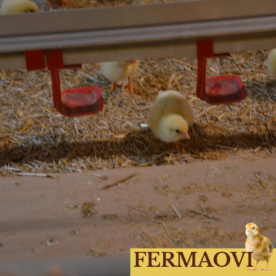 fermaovipui